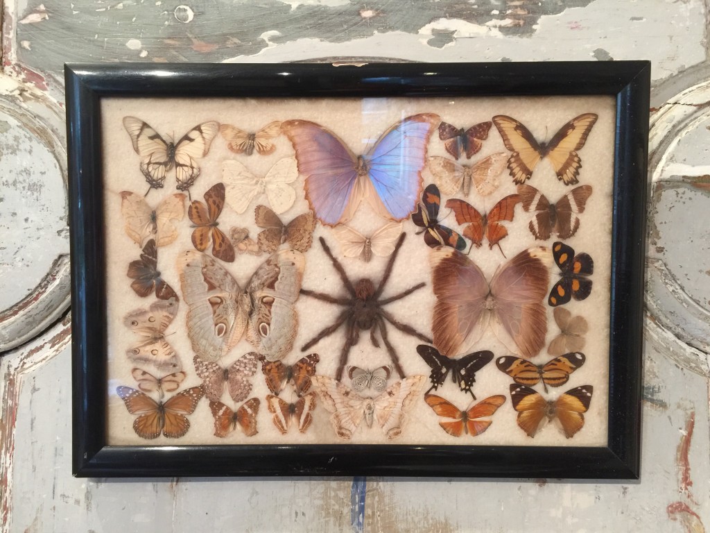 Collection de papillons et mygale.