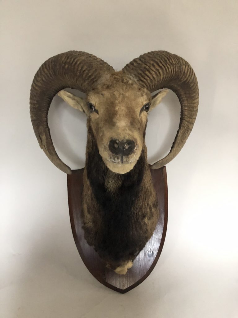 Tête de mouflon naturalisé.